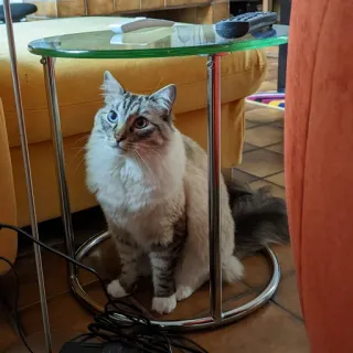 😺 cat, pet, animal, ragdoll, domestic cat, blue eyes, table telegram sticker