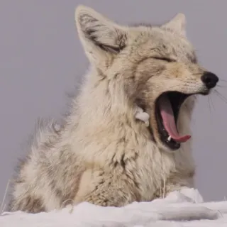 😴 coyote, animale, sbadiglio, mammifero, fauna selvatica telegram sticker