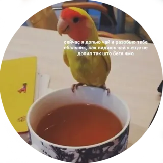 ☕️ сейчас я допью чай и разобью тебе. ебальник, как видишь чай я еще не допил так што беги чмо vogel, thee, dreiging, aanstootgevend, kop telegram sticker