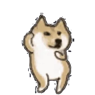 🐩 anjing, shiba inu, doge, meme, lucu, imut whatsapp sticker