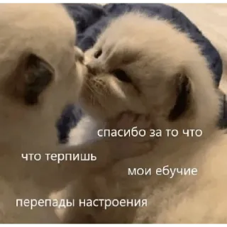 🥺 спасибо за то что что терпишь мои ебучие перепады настроения แมว, ลูกแมว, น่ารัก, สัตว์, ภาษารัสเซีย, คำหยาบ telegram sticker