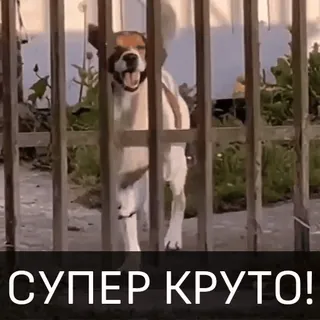 🥳 СУПЕР КРУТО! cane, divertente, russo, testo, super, figo telegram sticker