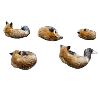 🔢 animal, sleeping, fox, cute, wildlife, mammal telegram sticker