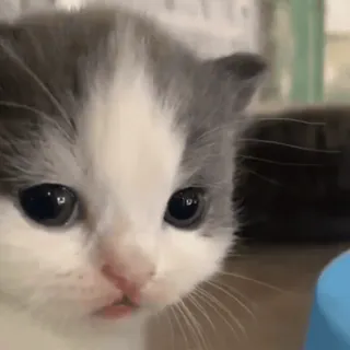 🙂 kitten, cat, pet, animal, cute, domestic animal, feline whatsapp sticker