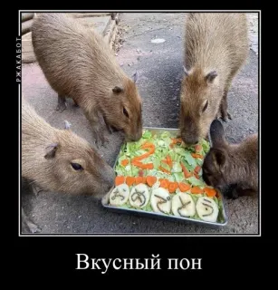 🥱 Вкусный пон คาปิบารา, สัตว์ฟันแทะ, สัตว์, อาหาร telegram sticker