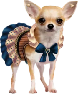 👗 Hund, Chihuahua, Tier, Haustier, süß, Kleid telegram sticker