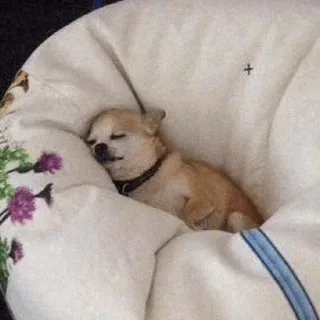 😴 anjing, anak anjing, chihuahua, tidur, imut, hewan telegram sticker