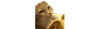 🍌 cat, banana, pet, kitten, animal, cute whatsapp sticker