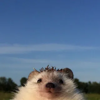 🦔 animale, riccio, carino, cielo, natura whatsapp sticker