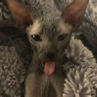 😛 gatto, sphynx, animale domestico, senza pelo, animale, lingua telegram sticker