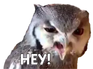 🐦 HEY! сова, птица, животное, эй, внимание telegram sticker