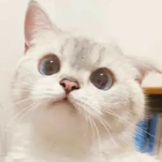 🐱 cat, animal, kitten, pet, cute, blue eyes, white cat telegram sticker