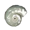 🐚