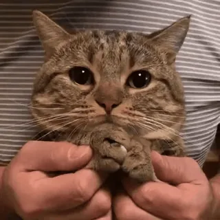 🐾 Katze, Tier, niedlich, Haustier, Hauskatze, getigert, Säugetier telegram sticker