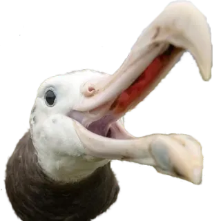 😆 Chim hải âu, Chim, Động vật, Động vật hoang dã telegram sticker