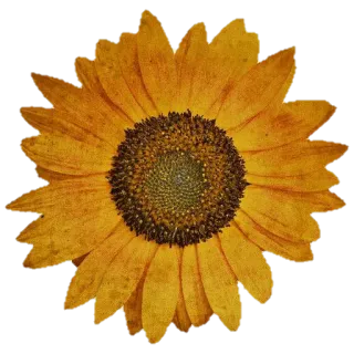 🌻 해바라기, 꽃, 노란색, 자연, 식물, 꽃무늬 telegram sticker