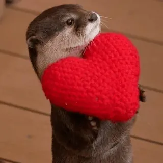 🐾 loutre, coeur, mignon, animal, amour, rouge, saint valentin telegram sticker