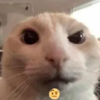 🤨 cat, thinking, question, animal, meme, funny whatsapp sticker