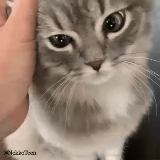 🥰 @NekkoTeen cat, pet, animal, cute, kitten, domestic cat telegram sticker