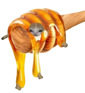 🍯 蜂蜜, 猫, 表情包, 搞笑, 动物 telegram sticker