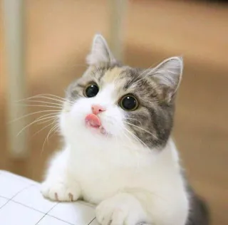 🐱 kucing, anak kucing, lucu, binatang, hewan peliharaan, kucing domestik whatsapp sticker