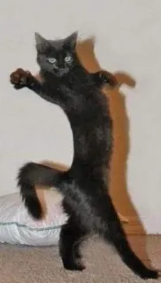 😏 chat, chat noir, drôle, danse, animal, animal de compagnie, animal domestique, chaton telegram sticker
