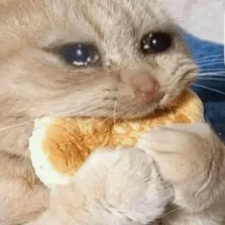 🥺 고양이, 슬픈, 먹는, 밈, 동물, 울음, 빵 telegram sticker