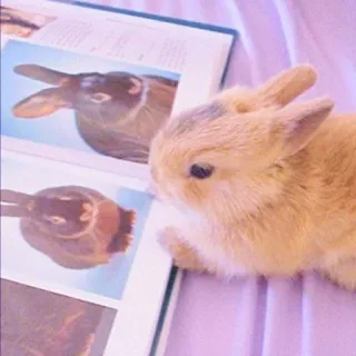 🐰 rabbit, animal, cute, bunny, book whatsapp sticker