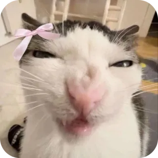🐱 gatto, adesivo, carino, animale, animale domestico, divertente telegram sticker