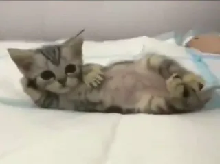 🌟 gato, gatinho, animal, fofo, animal de estimação, animal doméstico telegram sticker