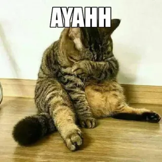 🤔 AYAHH Katze, müde, Meme, Tier, lustig telegram sticker
