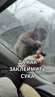 🧠 ДА КАК ЗАКЛЕЙМИТЬ СУКА 猴子, 汽车, 窗户, 脏话, 动物, 道路, 森林 telegram sticker