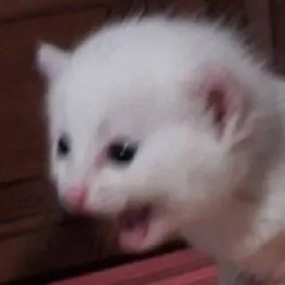 🫶 kitten, cat, cute, animal, white, pet, feline telegram sticker