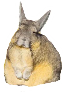 😑 chinchilla, huisdier, knaagdier, dier, schattig, harig telegram sticker