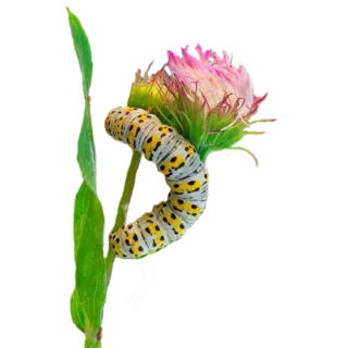 🌸 гусеница, цветок, насекомое, природа, дикая природа telegram sticker