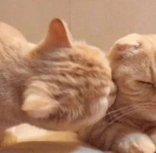 😘 Katzen, Tiere, Haustiere, Katzenartig, Haustiere, Kätzchen telegram sticker
