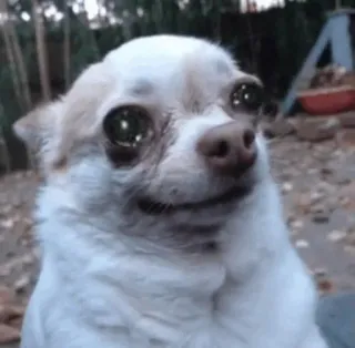 🥺 chihuahua, dog, animal, pet, funny, meme telegram sticker