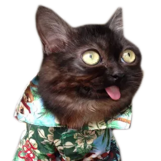 Котейчики whatsapp stickers