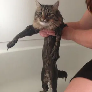 🤭 кот, мокрый, животное, милый, питомец, домашнее животное, пушистый, ванна telegram sticker