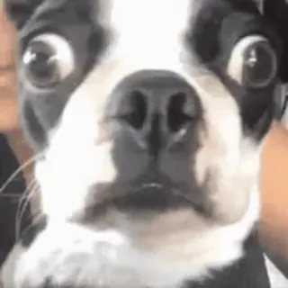 😳 dog, boston terrier, funny, surprised, animal, domestic animal, cute, pet telegram sticker