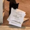🐱
