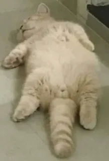 😒 gatto, animale, animale domestico, dormire, gatto domestico, felino telegram sticker