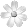 🌼