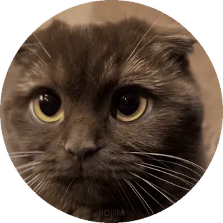 🥺 gatto, animale, animale domestico, carino, gattino, gatto domestico, felino telegram sticker