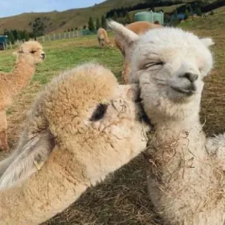 😘 Alpaka, Lama, Zwierzę, Słodkie, Farma, Zwierzę domowe, Ssaki telegram sticker
