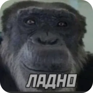 🤨 ЛАДНО singe, singe, animal, chimpanzé telegram sticker