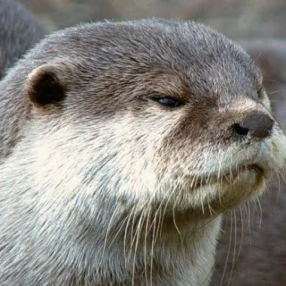 🐾 loutre, animal, mignon, mammifère, faune, nature whatsapp sticker