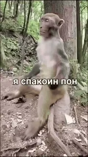 🐒 Я спокоин пон 猿, 穏やか, 平和, 動物, ミーム whatsapp sticker