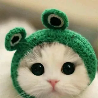 🐸 gato, gatinho, animal, animal de estimação, fofo, rã, chapéu, verde telegram sticker