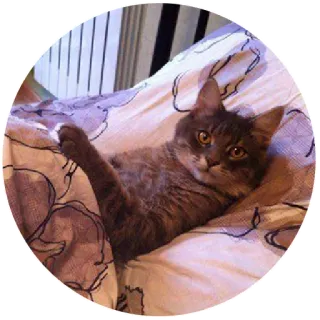 😳 gato, animal, mascota, gato gris, gatito telegram sticker